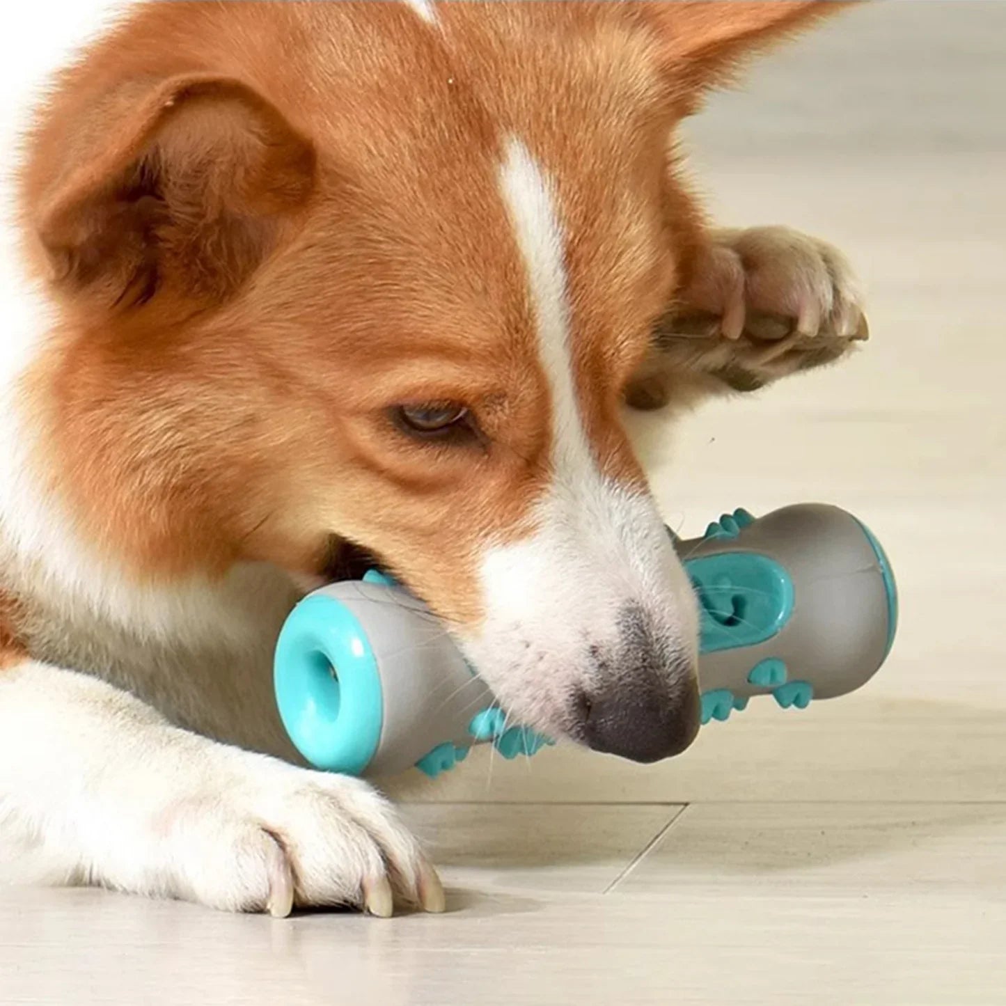 Gioco a Rullo per Cani – Divertimento e Ricompensa in Uno