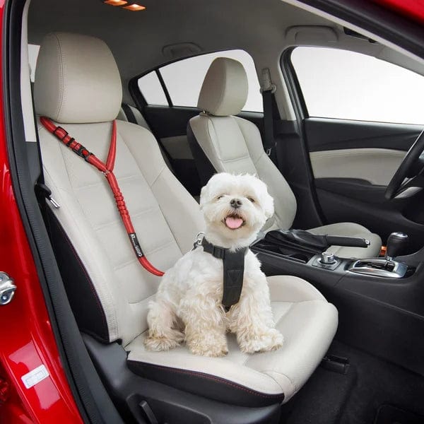 PetSafe - Cintura di Sicurezza Regolabile per Cani