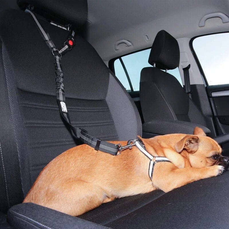 PetSafe - Cintura di Sicurezza Regolabile per Cani