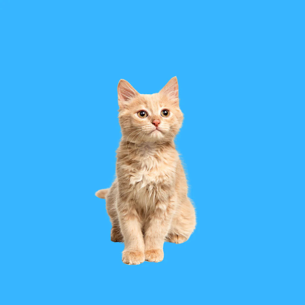 Animali domestici