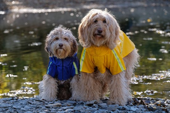 PupJoy - Giacca Antipioggia Riflettente per Cani + Cappuccio - Passeggiata Notturna Sicura