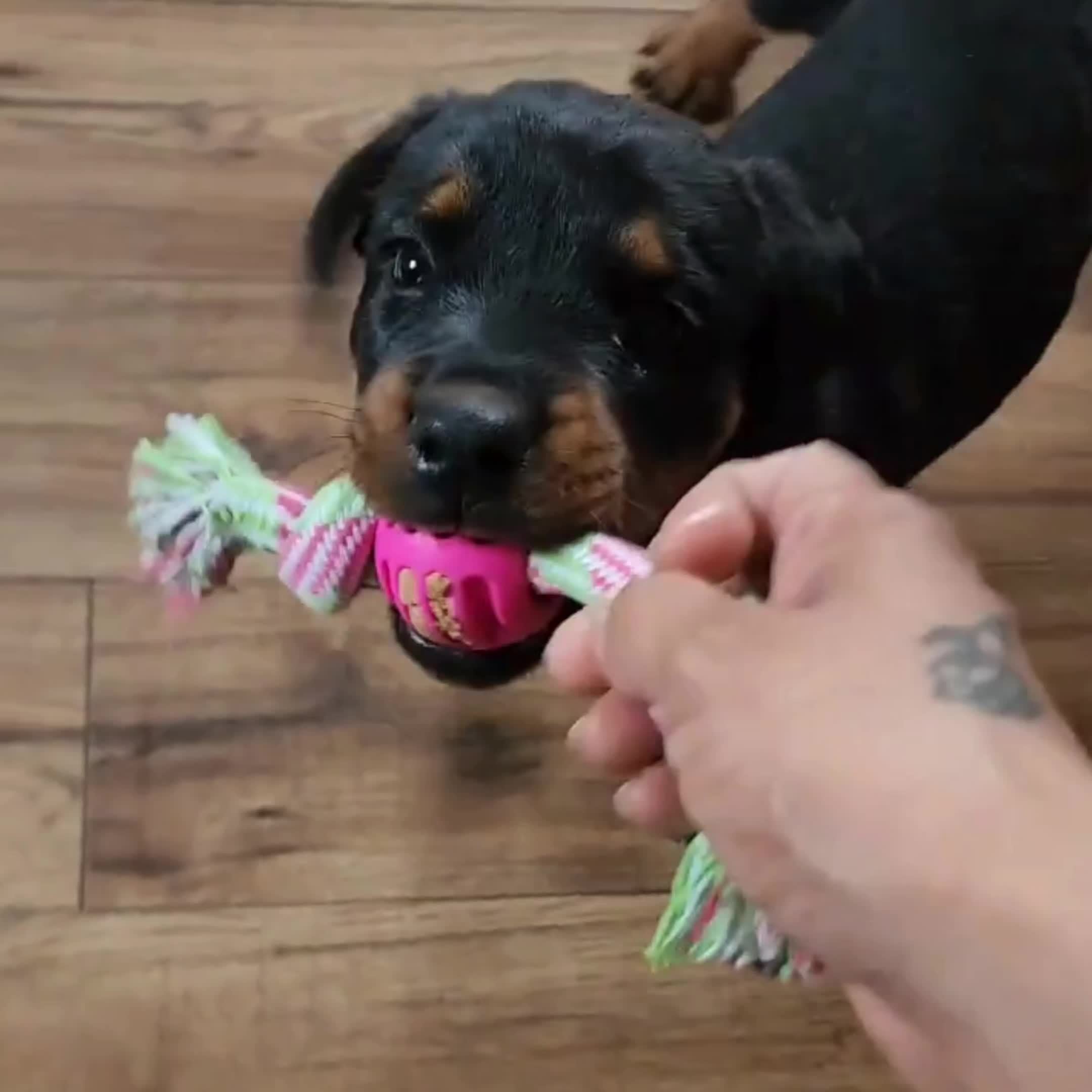 Giocattolo Interattivo per Cani da Masticare – Con Bottoni Colorati e Palla di Gomma