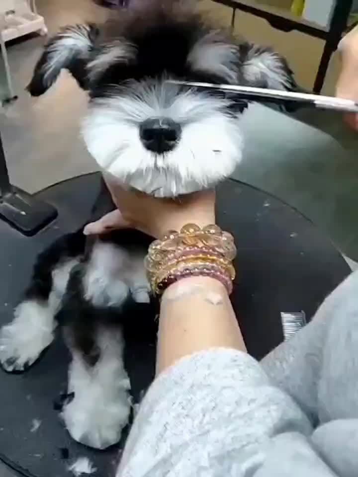 Set di Cura Professionale per Animali Domestici – Forbici e Pettine per una Cura Perfetta di Cani e Gatti