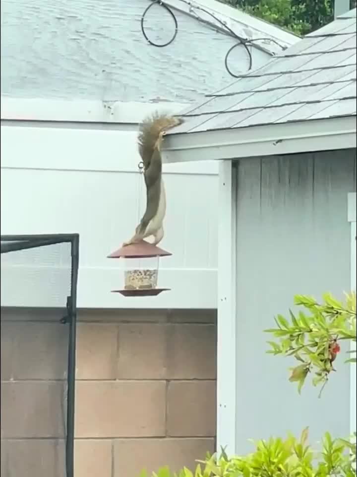 Stazione per mangime per uccelli a forma di fungo – Pratica e Decorativa per Giardini e Spazi Esterni