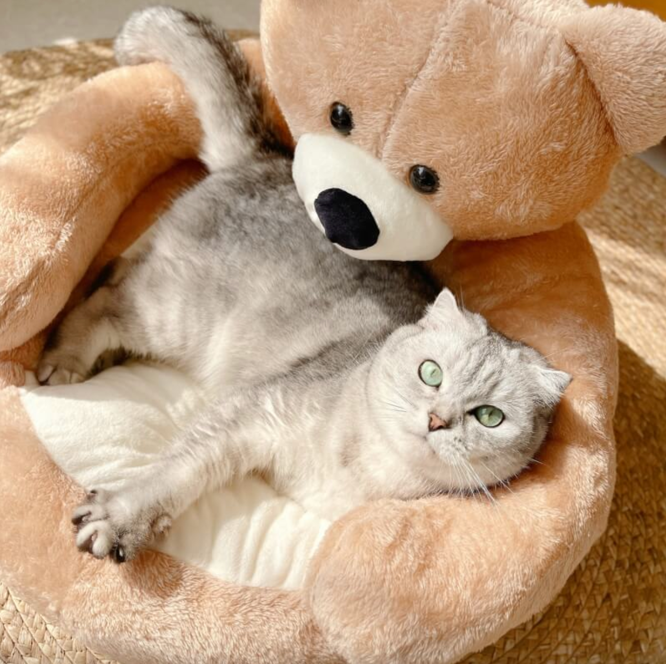 CuddleBear Letto per Gatti - Per Massimo Comfort e Accoglienza