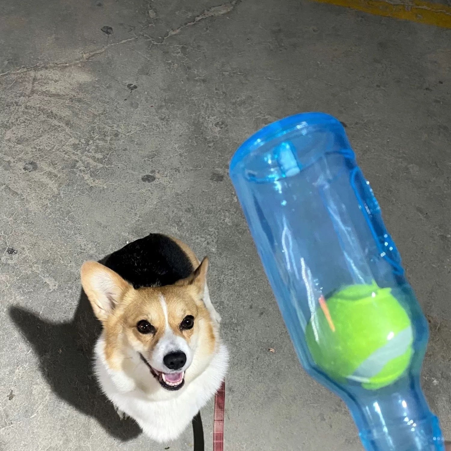 Bottiglia da Masticare per Cani – Per momenti di masticazione divertenti