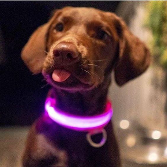 DogSafe Pro - Collare LED per cani - Sentiti al sicuro e alla moda durante le passeggiate